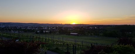 Tischtennisabteilung erkundet Rebensaft