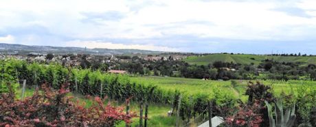 Tischtennisabteilung prüft Traubensaft