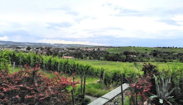 Tischtennisabteilung prüft Traubensaft